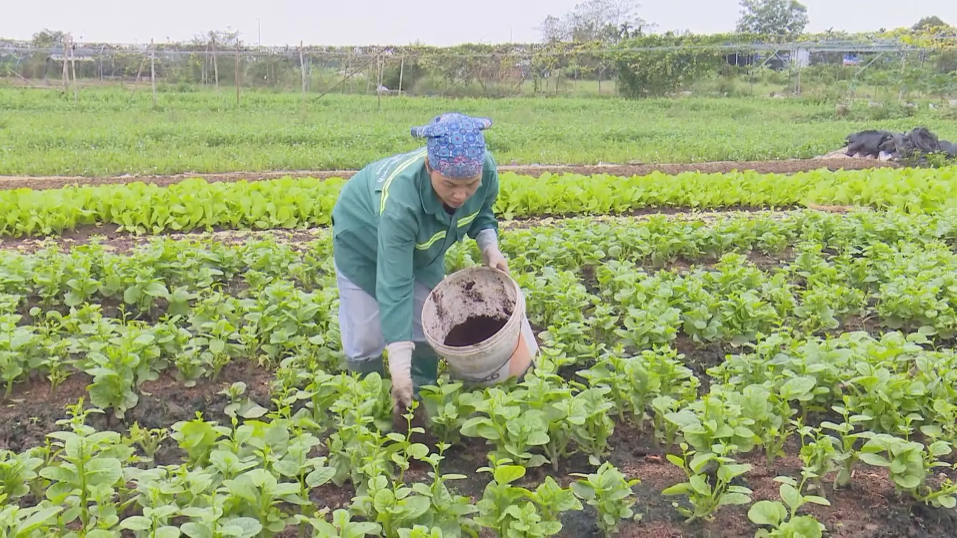 Nông nghiệp tuần hoàn - hướng đi bền vững